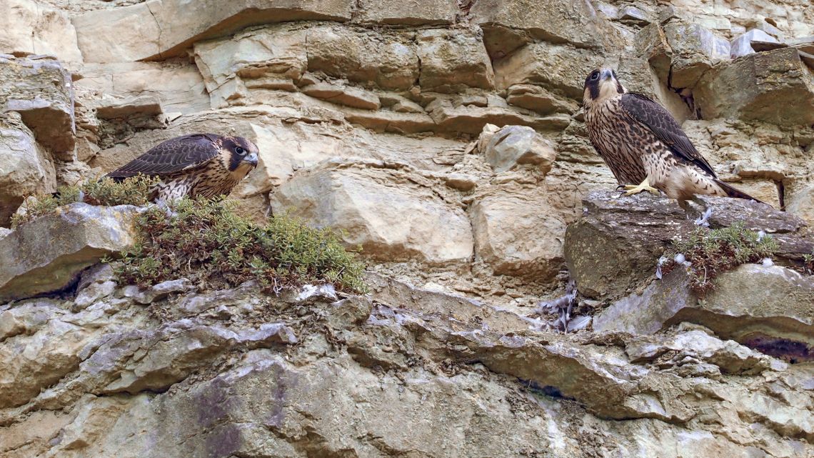 Gerade ausgeflogene Wanderfalken, noch in der Bettelflugphase, auf der Rupfkanzel, hatten sich gerade eine von ihren Eltern geschlagene Taube geteilt - also komplett wildlife. E-M1Mark2, M300mm+MC14, Ausschnitt.