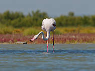 Flamingo auf Futtersuche_1