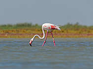 Flamingo auf Futtersuche_2