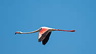 Flamingo im Flug