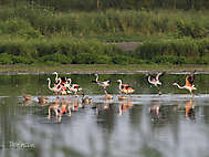 Flamingos im Zwillbrocker Venn_1