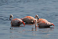 Flamingos