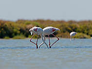 Zwei Flamingokörper