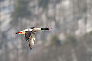 Gänsesäger im Flug