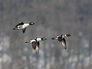 Schellenten im Flug