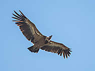 Gänsegeier im Flug