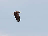 Seeadler im Fluge_1