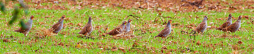 Hühnervögel 