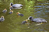 Familie Blässhuhn