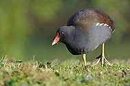 Teichralle (Gallinula chloropus)