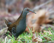 Wasserralle (Rallus aquaticus)