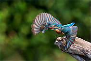 Junge Eisvogel Dame beim Abflug