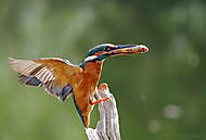 Eisvogel-Schwingen im Sonnenlicht