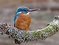 Eisvogel-Weibchen