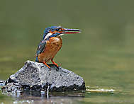 Eisvogel auf Stein im Bach