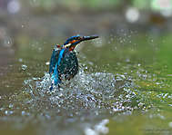 Eisvogel in seinem Element