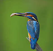 Eisvogel mit Beute