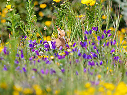 Wiedehopf im Blumenmeer_1