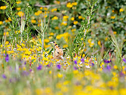 Wiedehopf im Blumenmeer_3