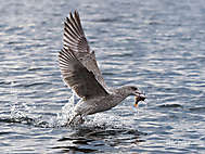 Juvenile Silbermöwe (erster Winter)