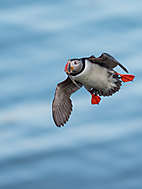 Papageitaucher im Flug