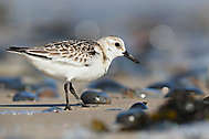 Sanderling