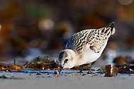 Sanderling