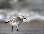 Sanderling bei der Arbeit