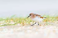 Sanderling (m)