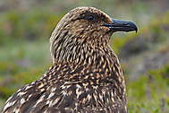 Skua 1