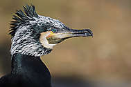 Kormoran Portrait_1