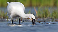 Löffler (Platalea leucorodia)