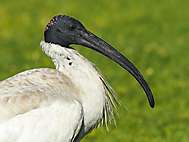 Molukkenibis (Australien)