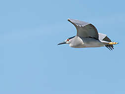 Nachtreiher im Flug_3