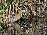 Rohrdommel auf Jagd