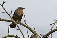 Amsel-Weibchen