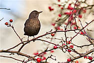 Amsel