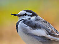 Bachstelze (Japan, Motacilla alba lugens)