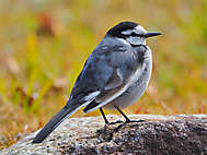 Bachstelze (Japan, Motacilla alba lugens)