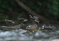 Bettelnde Wasseramsel-Junge