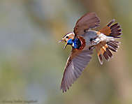 Blaukehlchen-Flug