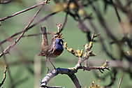 Blaukehlchen