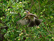 Singvögel