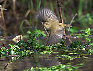 Singvögel