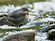 Junge Wasseramsel