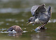 Junge Wasseramsel bettelt