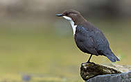 Neugierige Wasseramsel