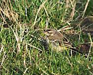 Schafstelze, Jungvogel