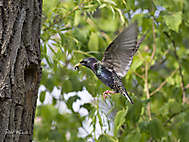 Star - Sturnus vulgaris