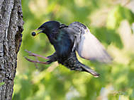 Star - Sturnus vulgaris